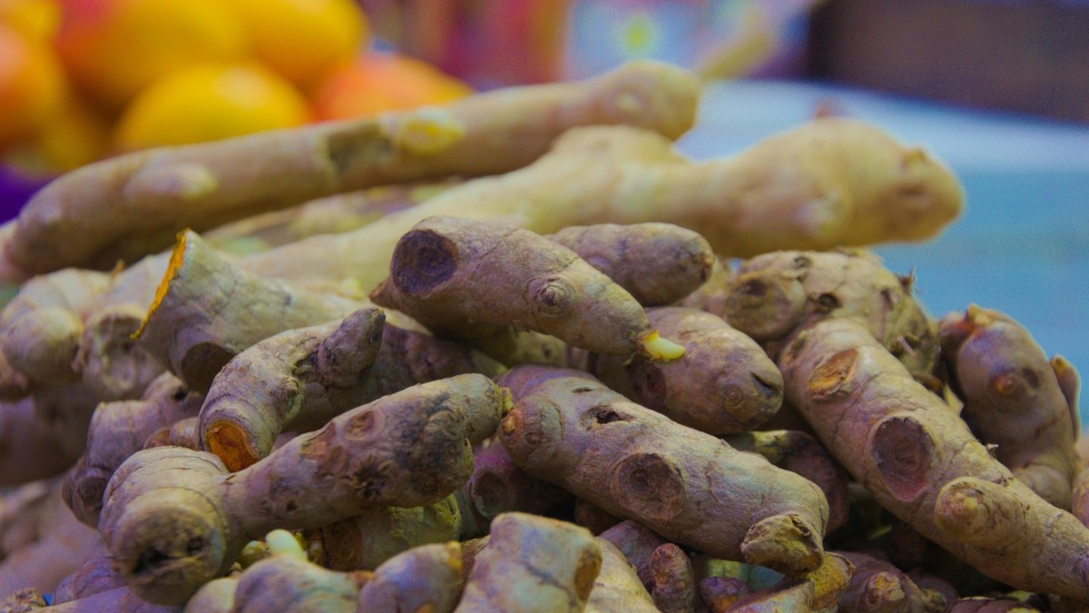 coltivare la curcuma