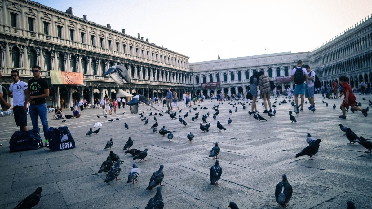 piccioni 