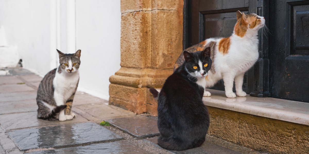 dov'è il borgo dei gatti