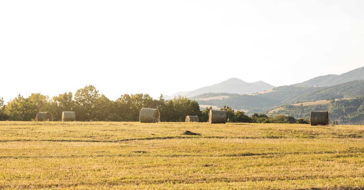 Un campo coltivato