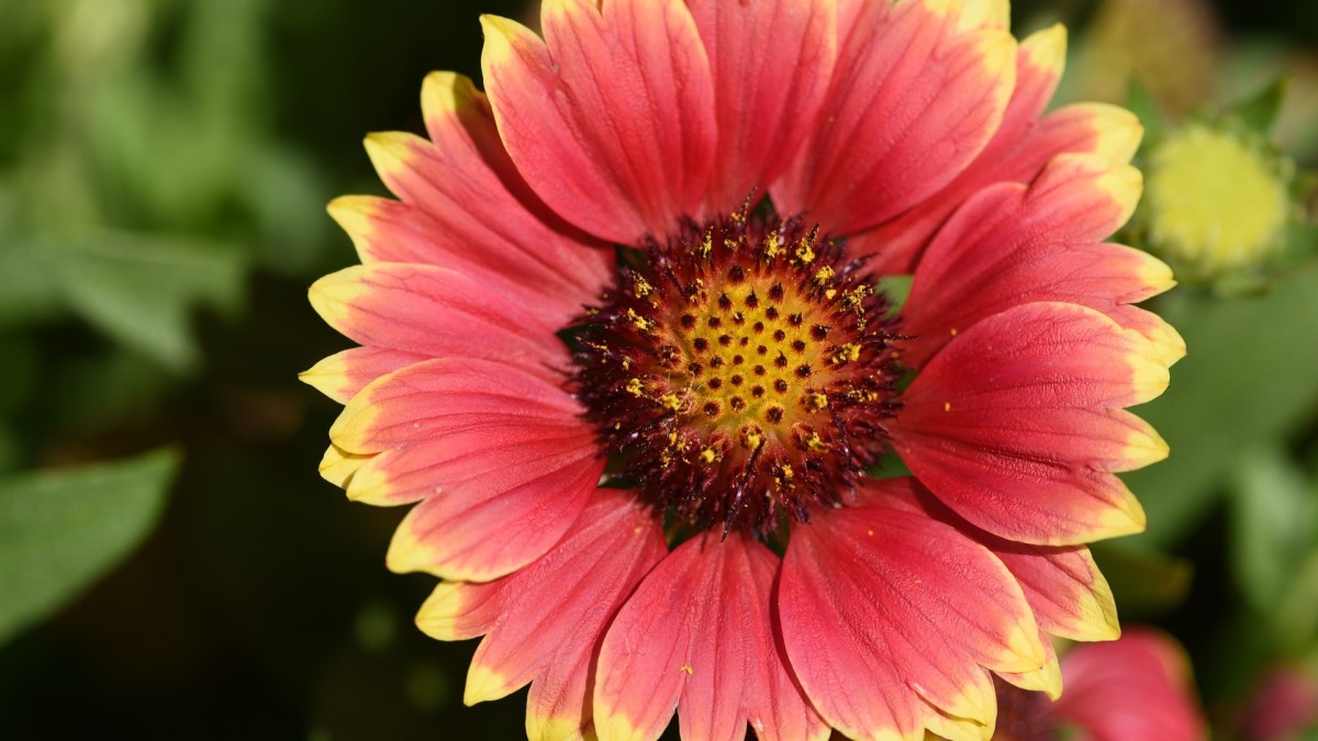 gaillardia