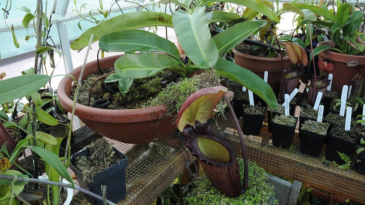 piante carnivore pericolose uomo