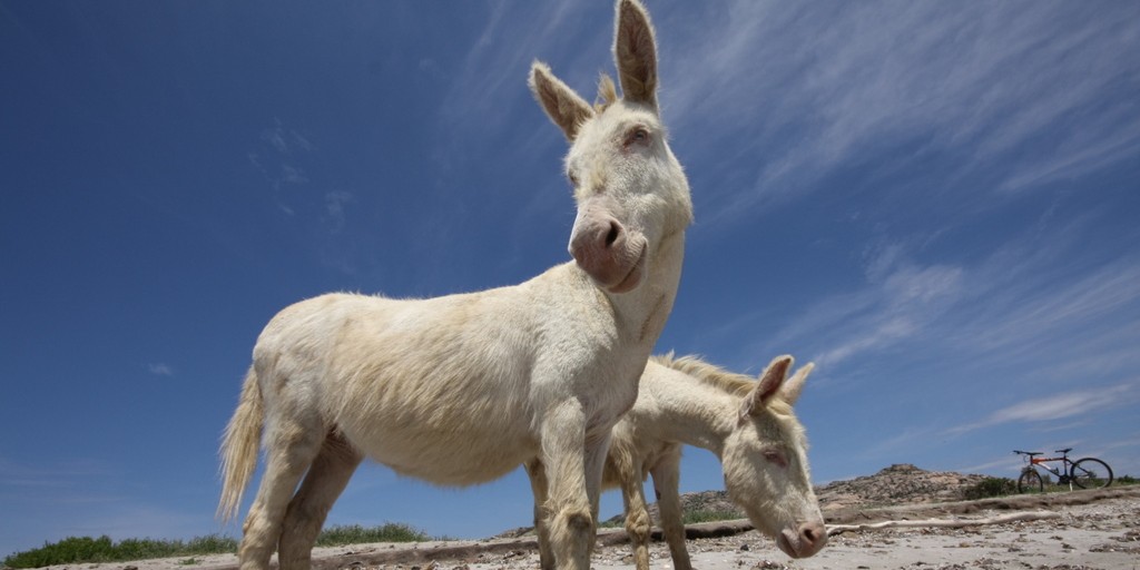 Asinara Island