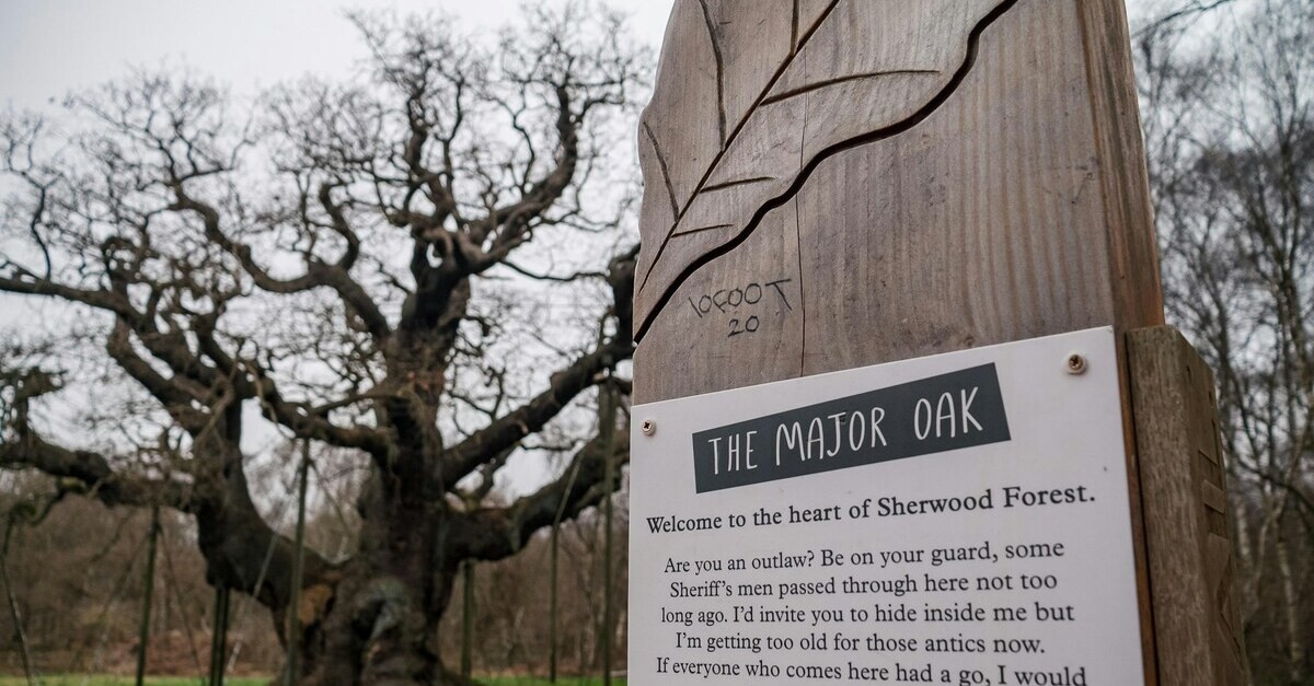 La grande quercia nella Foresta di Sherwood