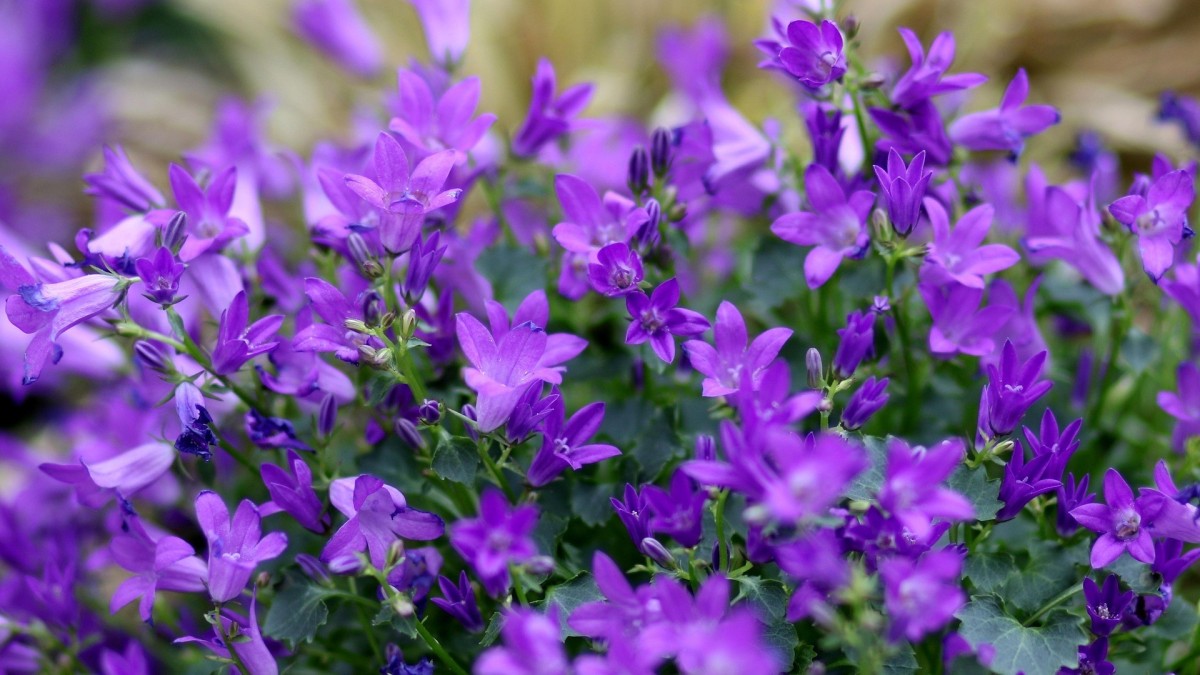 come coltivare la lobelia