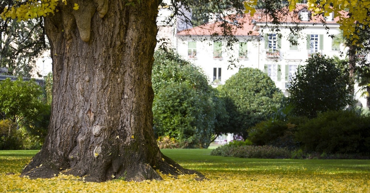 Un enorme albero