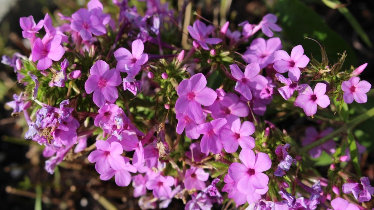 come coltivare la lobelia