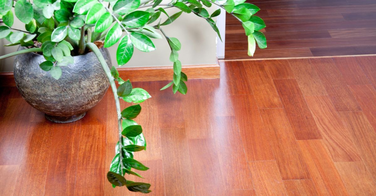 dettaglio di pianta sul parquet 