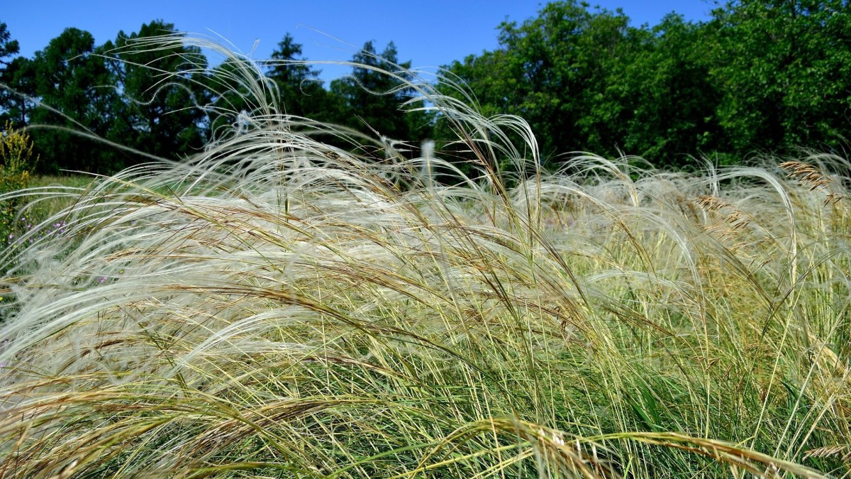 come coltivare la stipa