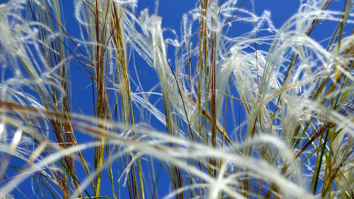 come coltivare la stipa