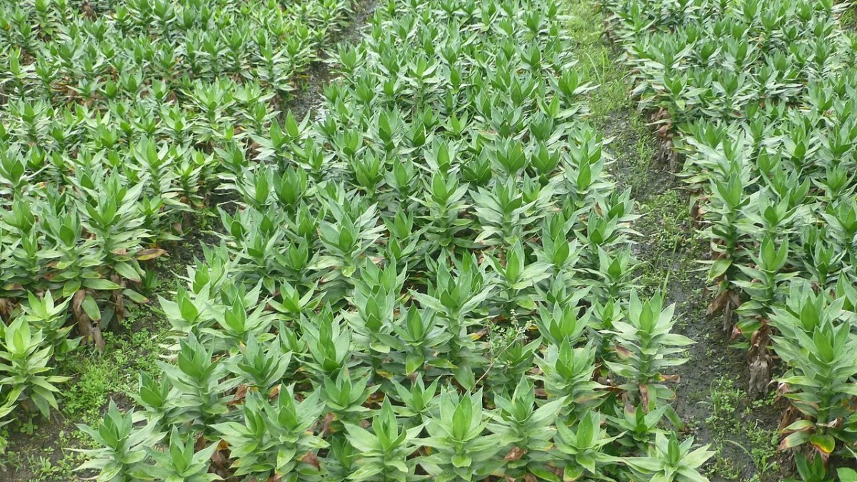 bambu della fortuna