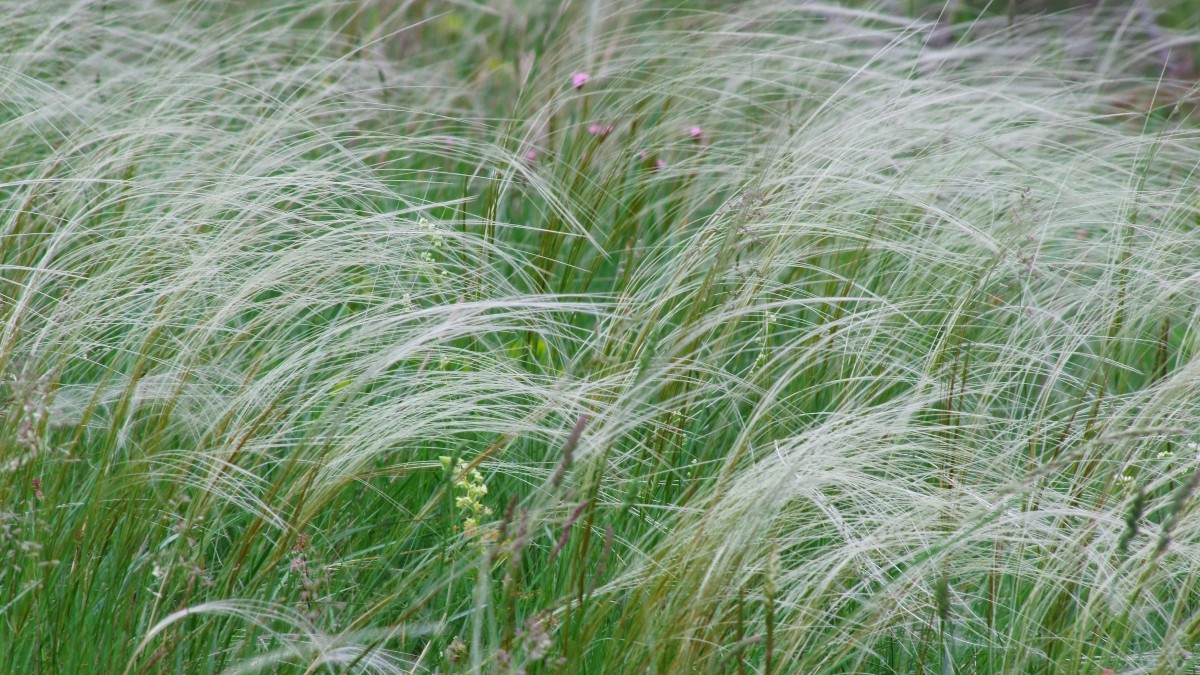 festuca arundinacea