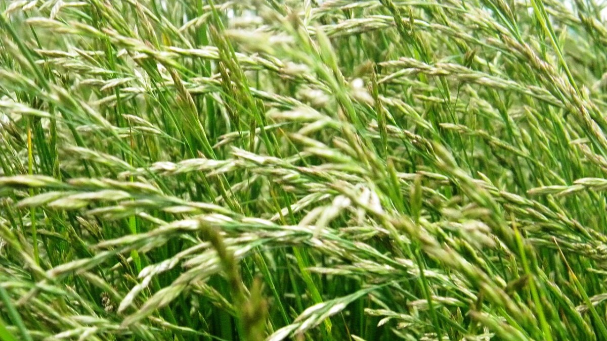 festuca arundinacea