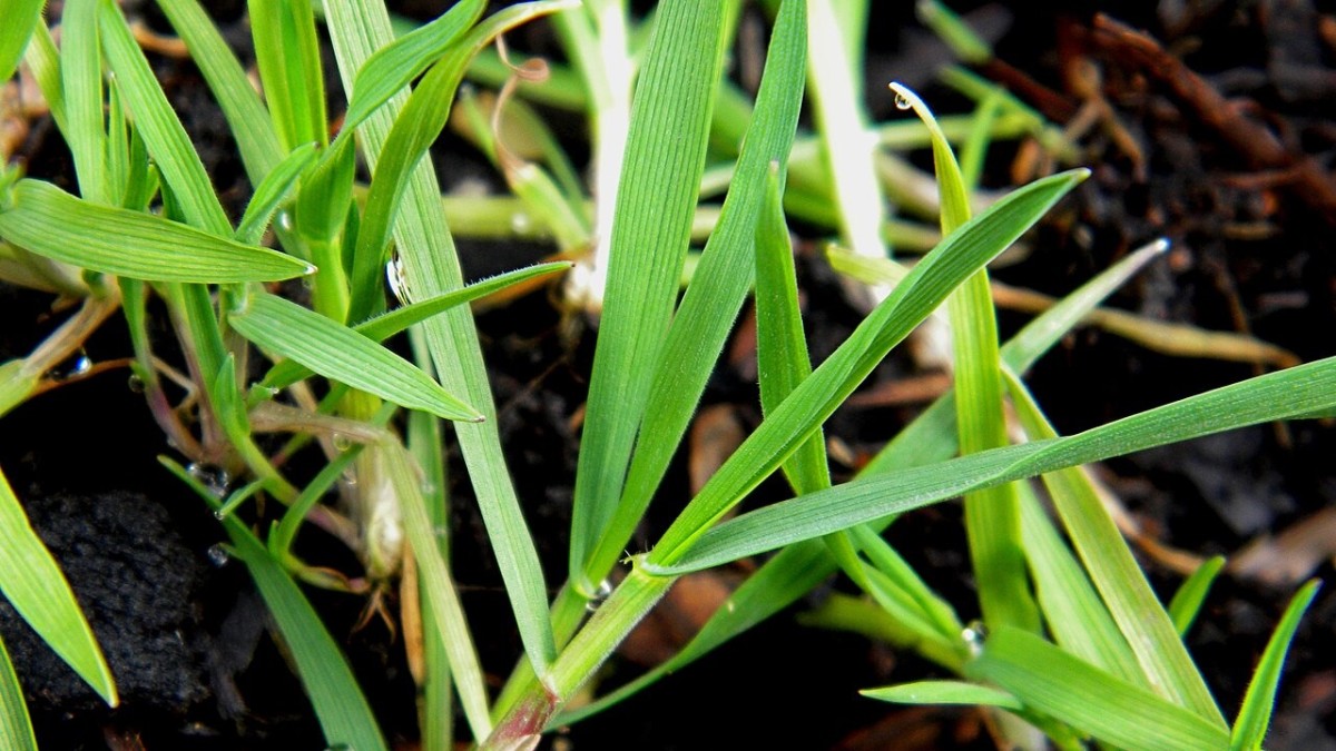 festuca arundinacea