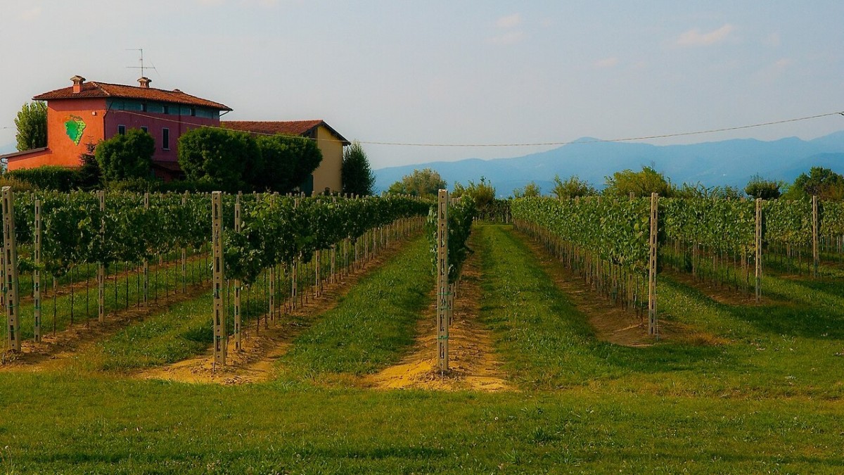 sagra delle vendemmia italia