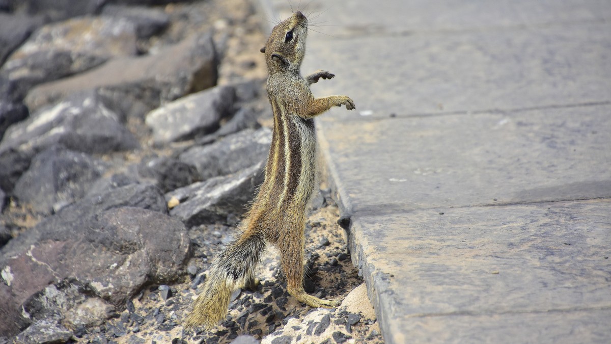 cosa vedere a fuerteventura