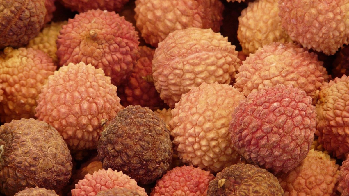 litchi