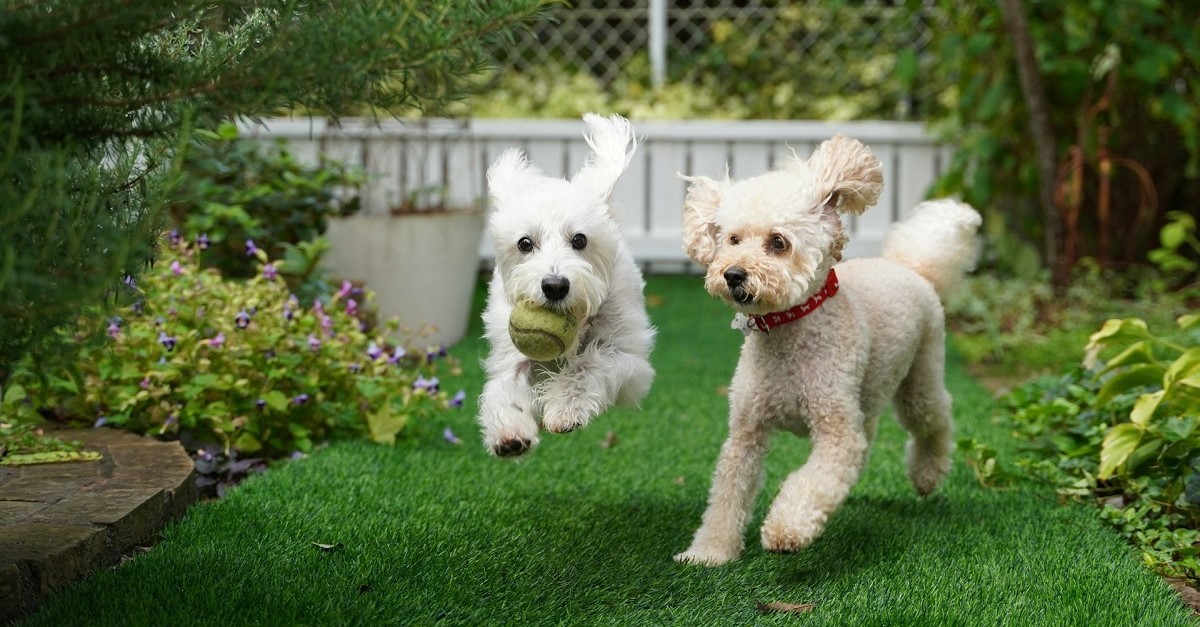 Due cani giocano in giardino