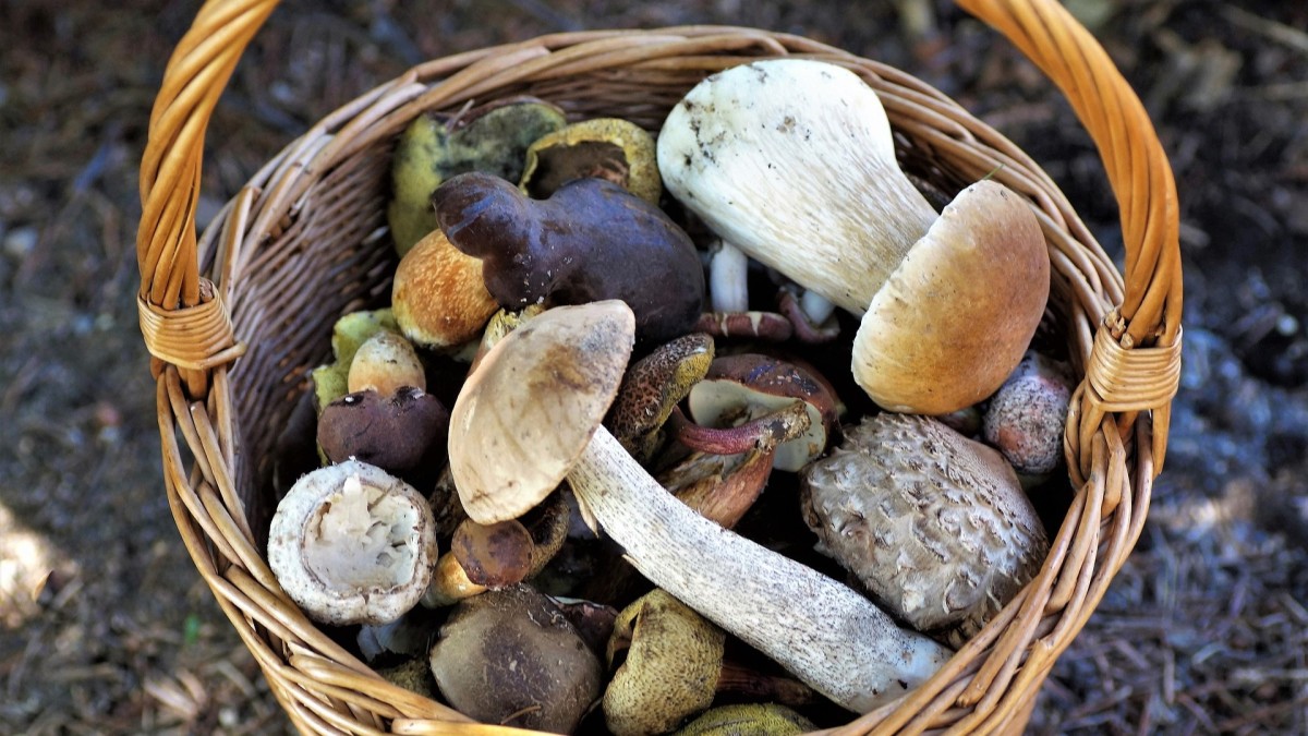 dove trovare i funghi porcini