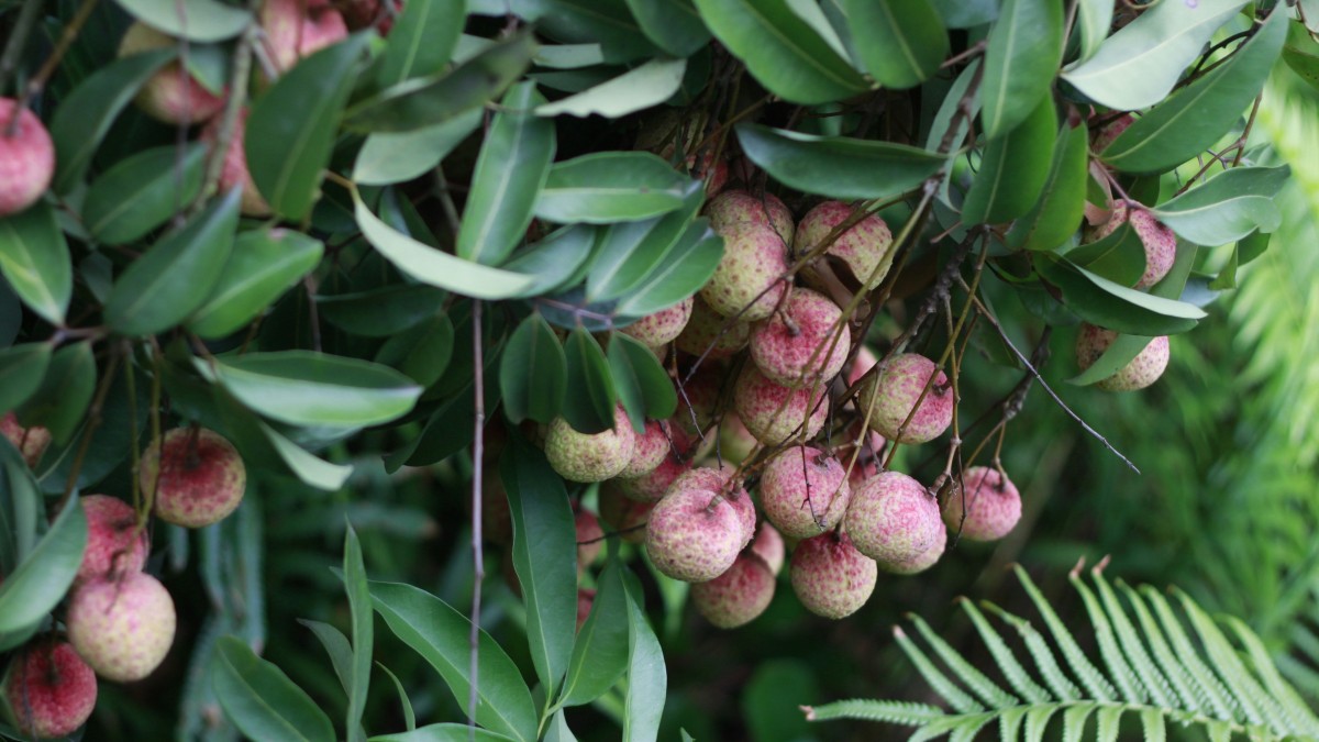 litchi