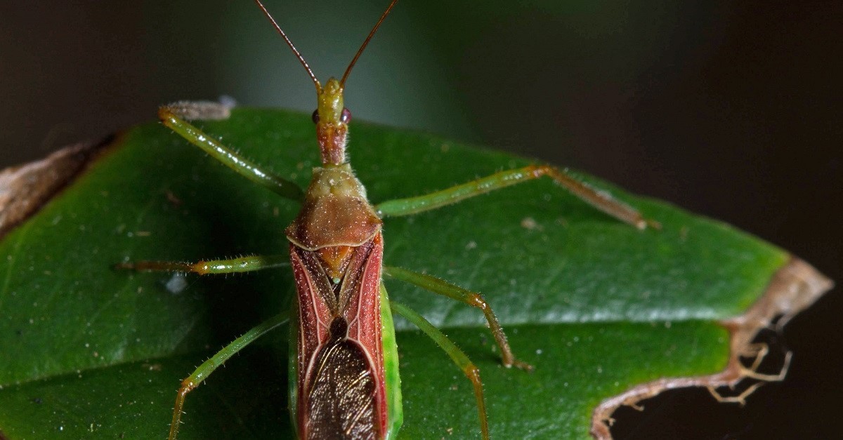 Cimice assassina su una foglia