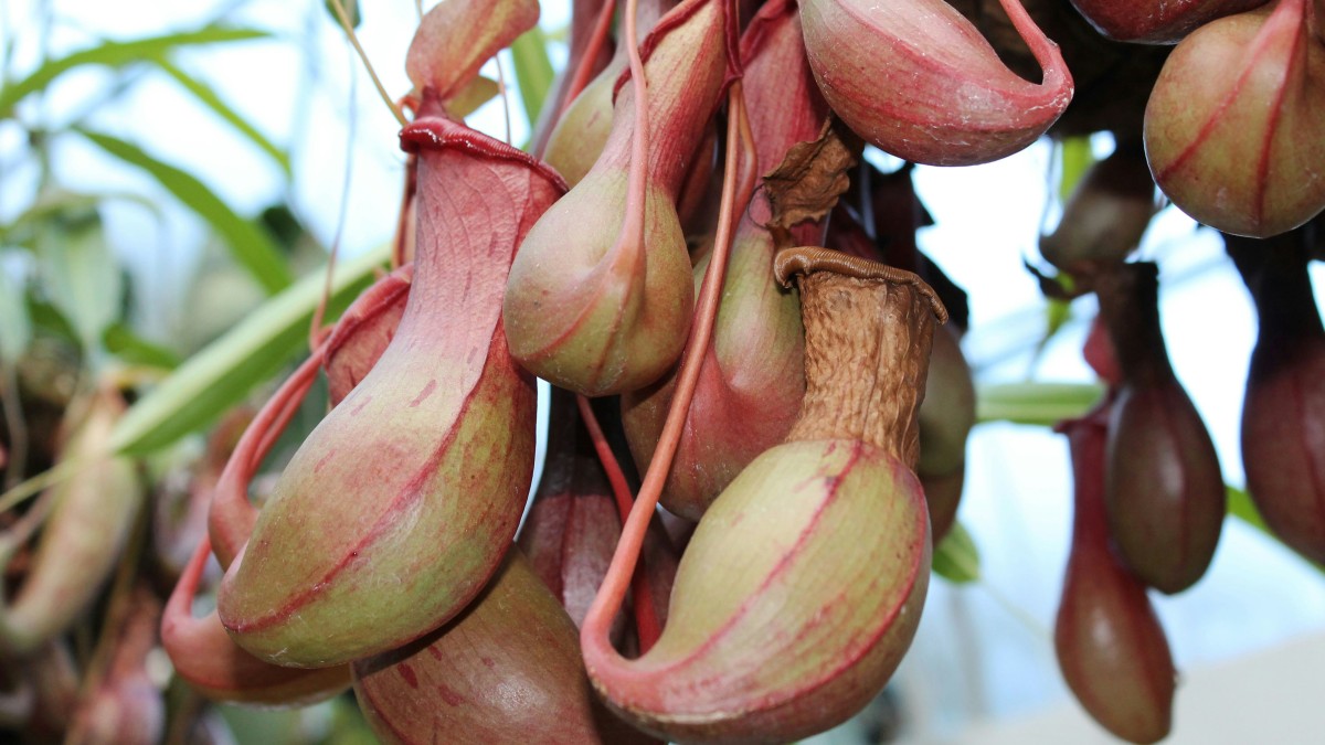 piante carnivore pericolose uomo