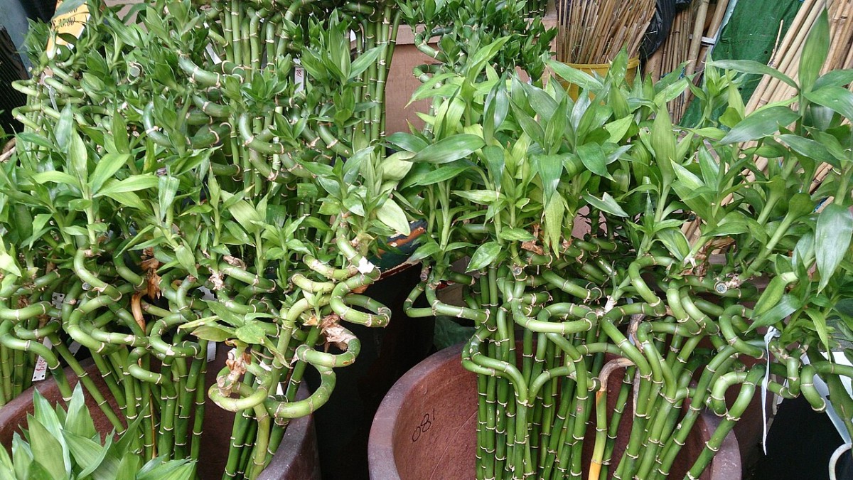 bambu della fortuna