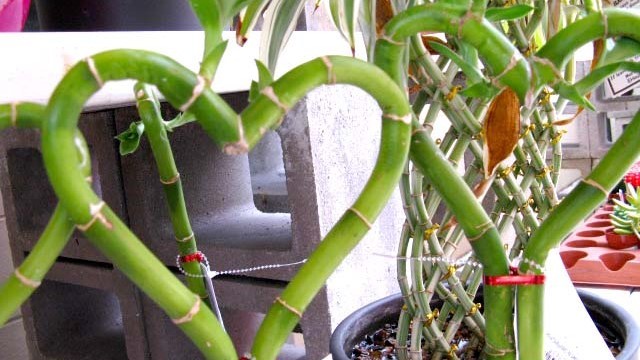 bambu della fortuna