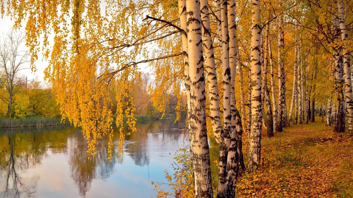 foglie cambiano colore in autunno