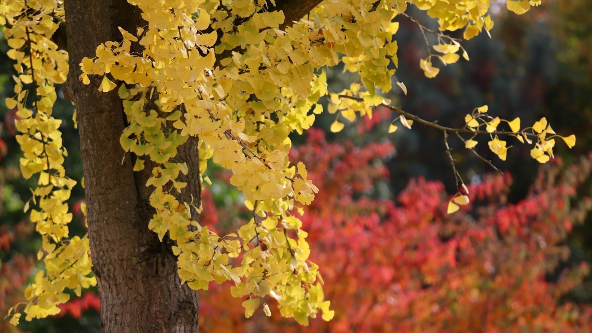 foglie cambiano colore in autunno