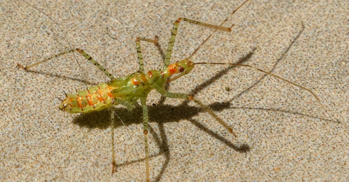 Una cimice assassina