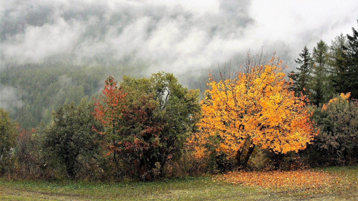 foglie cambiano colore in autunno