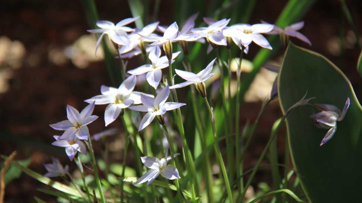 come coltivare l'ipheion