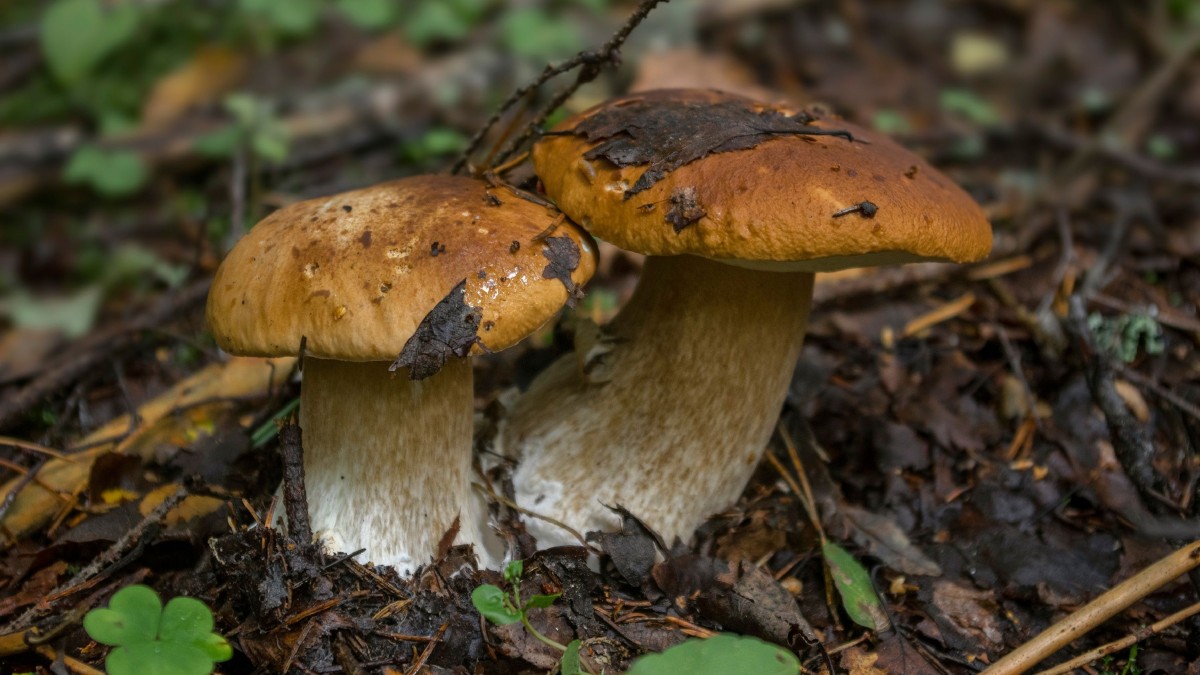 dove trovare i funghi porcini