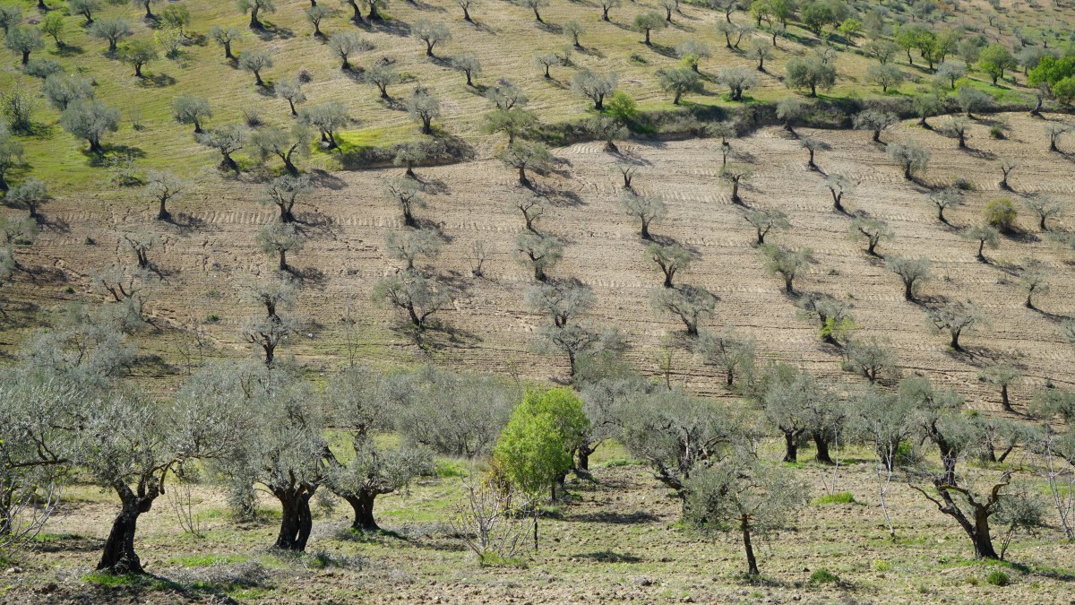 quando fare la potatura degli olivi