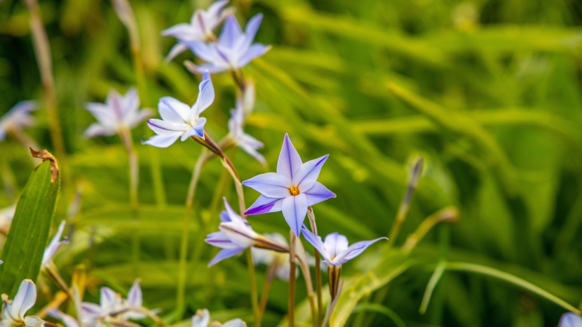 come coltivare l'ipheion