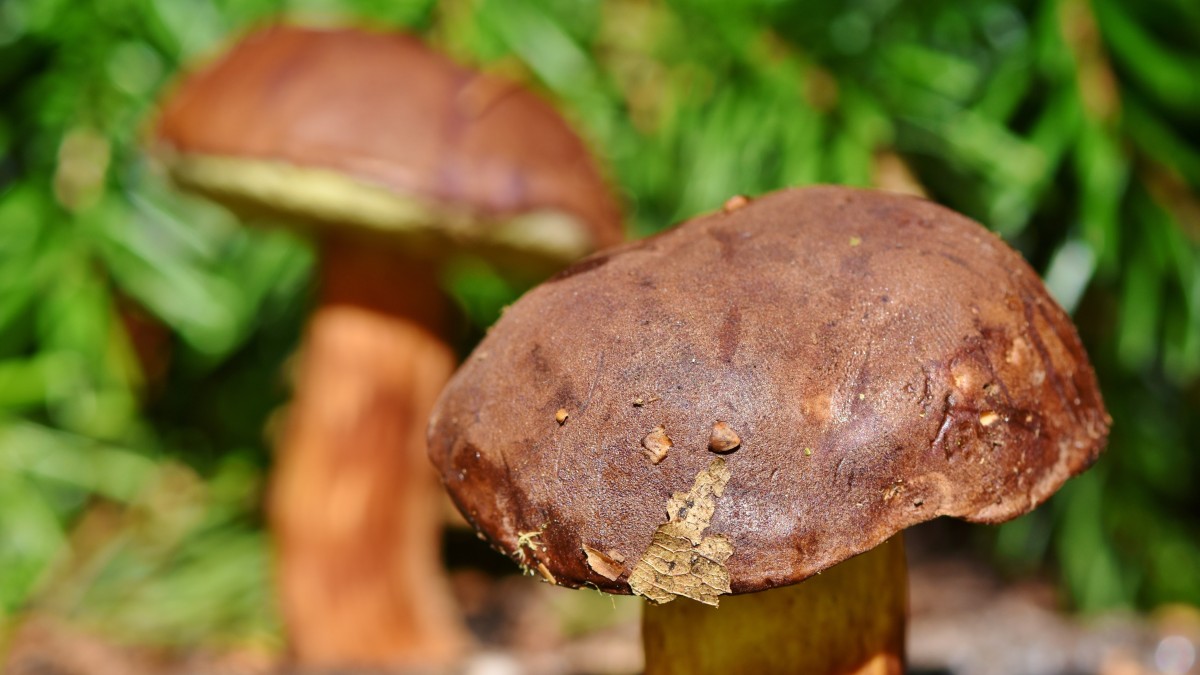 dove trovare i funghi porcini