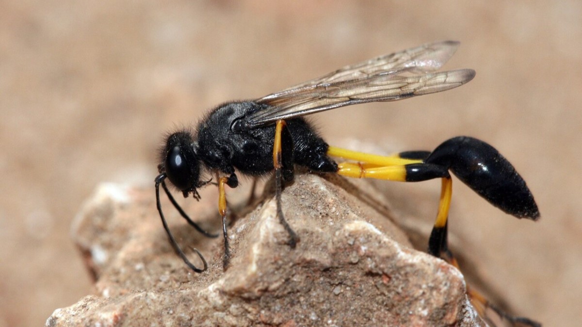 vespe vasaie