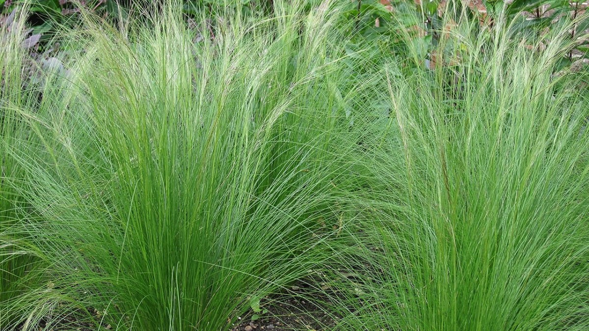 come coltivare la stipa