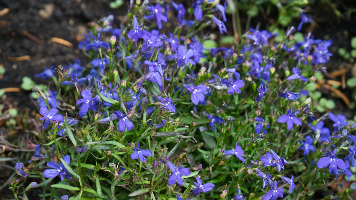come coltivare la lobelia