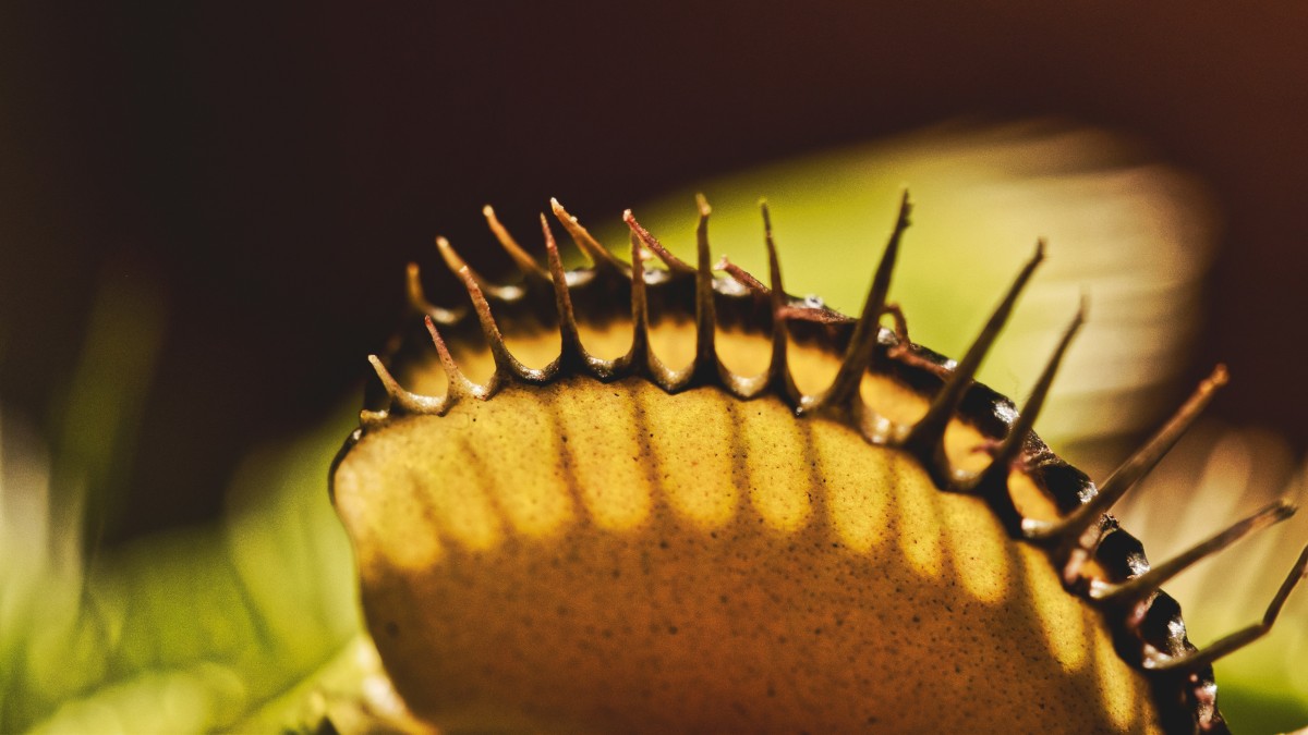 piante carnivore pericolose uomo
