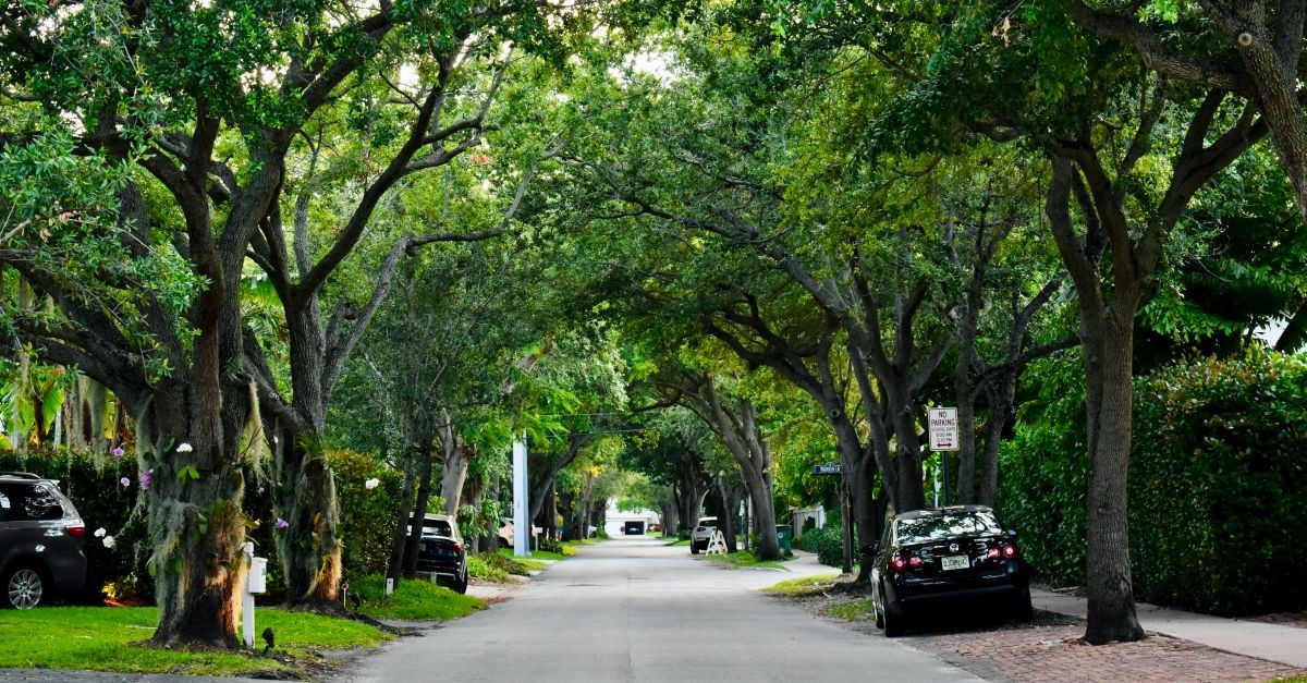 Un viale pieno di alberi 