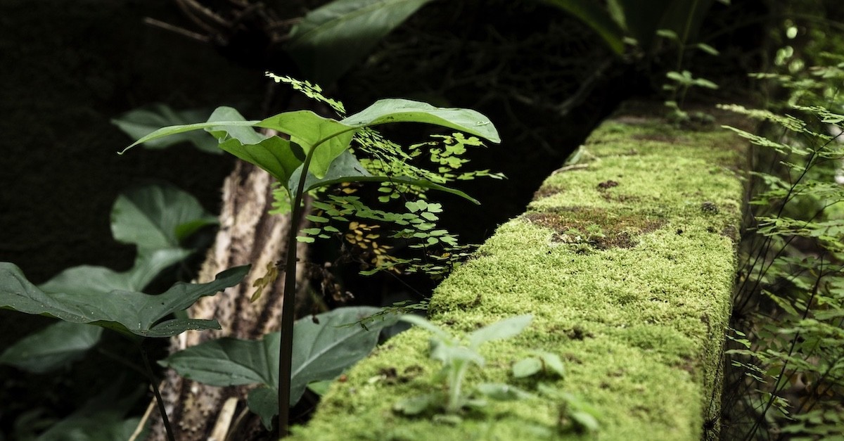 Vegetazione al confine