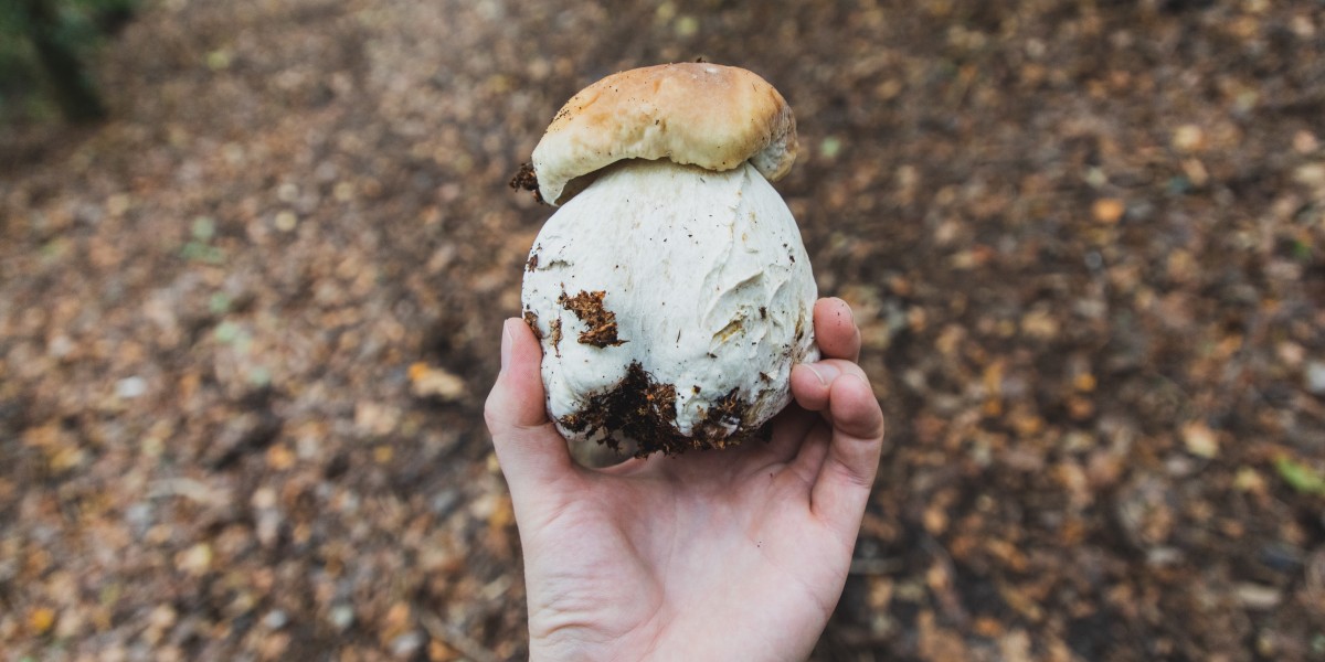 Sagre dei funghi a ottobre