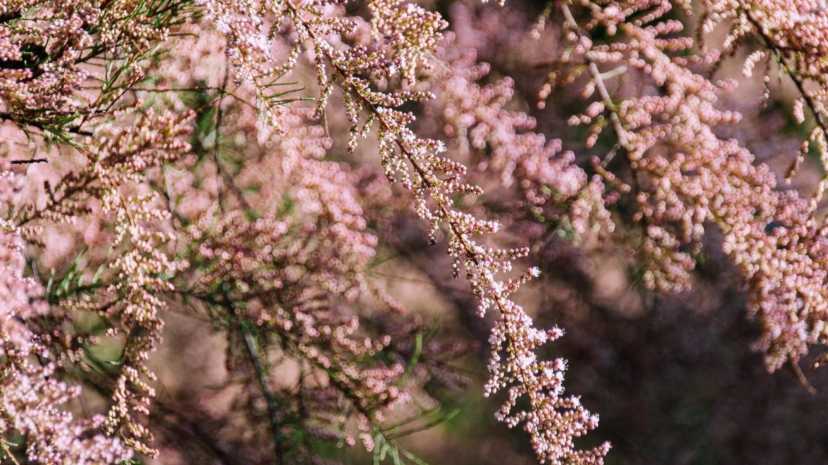 coltivare tamerici