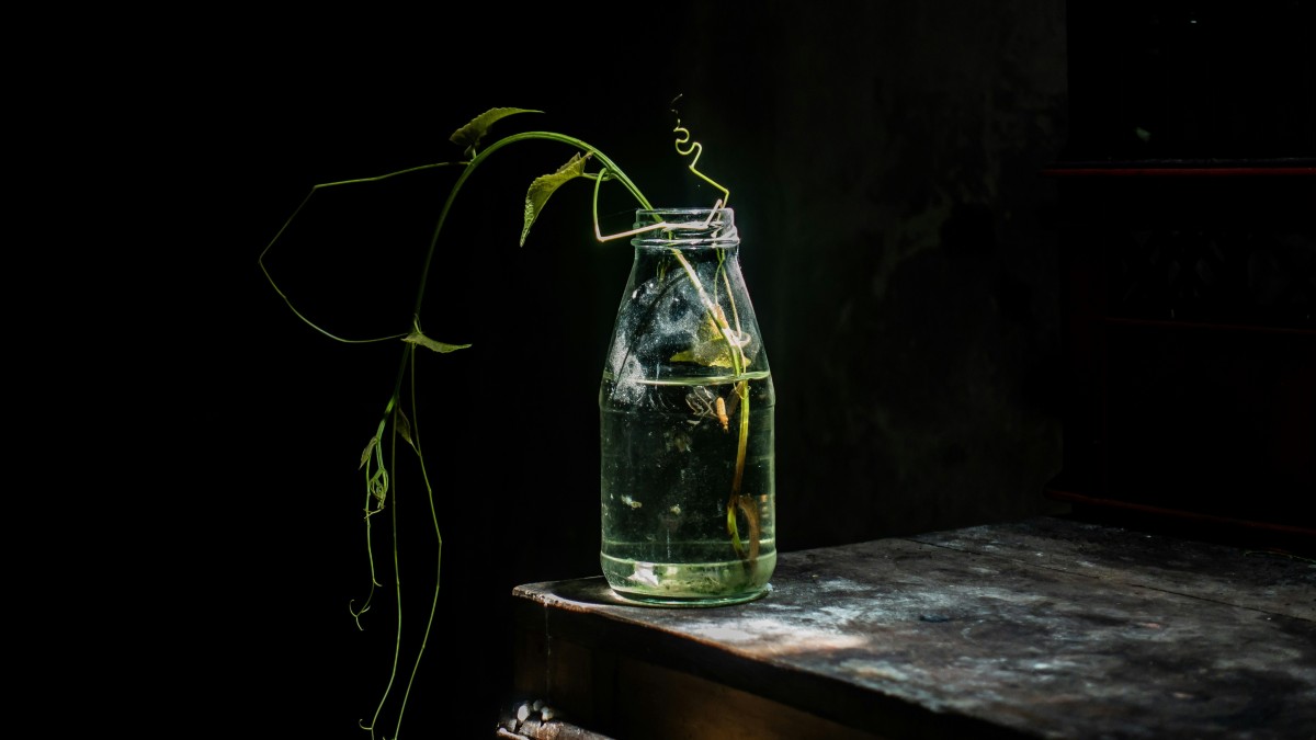 moneta nel vaso delle piante