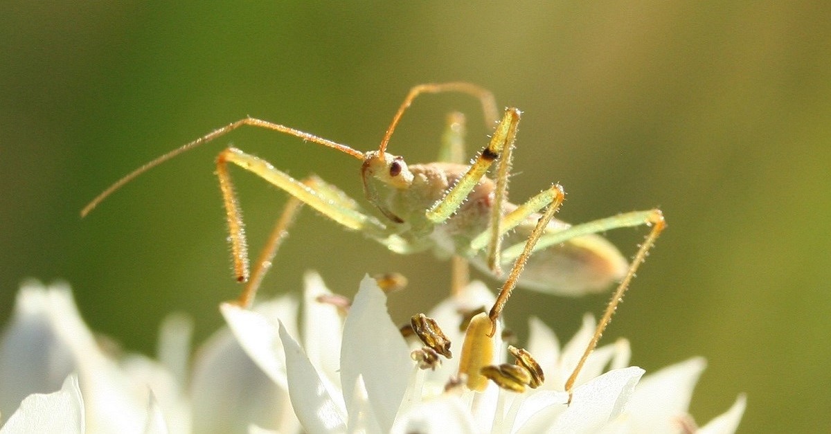Un esemplare di Zelus renardii, o cimice assassina