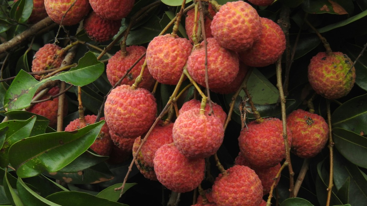 litchi