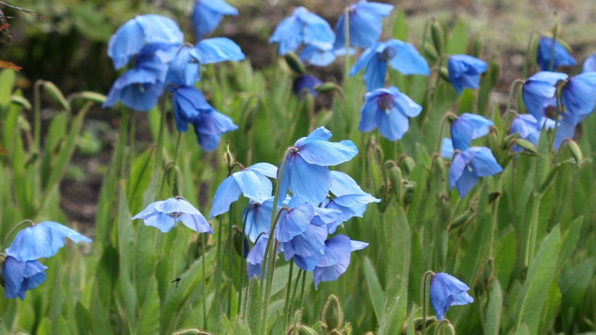 papavero blu dell'himalaya