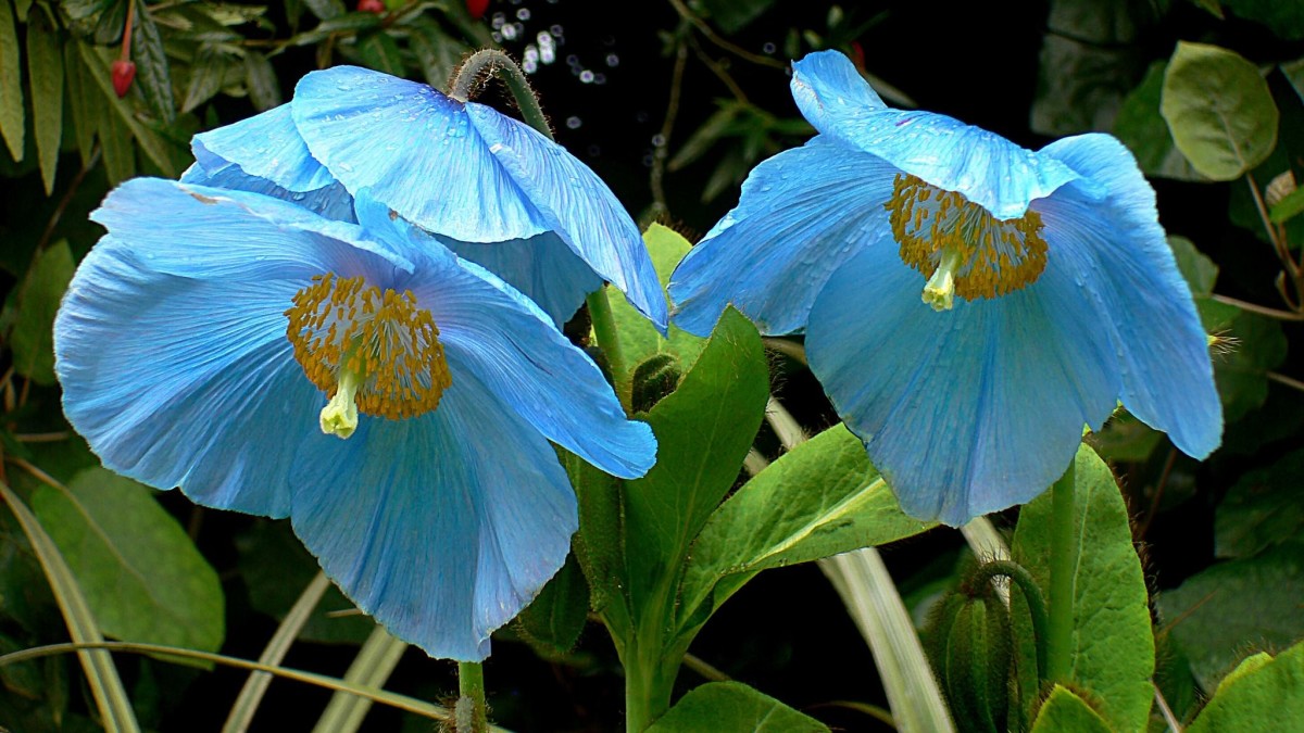 papavero blu dell'himalaya